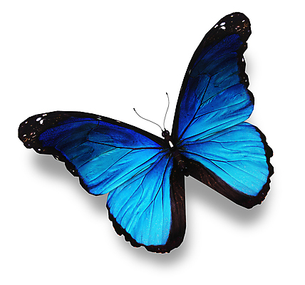 포토 JPG 해외이미지 나비 날개 선물 사람없음 여름 파란색 빛 컬러풀 검은색 봄 흰색 축하 편지 수집 싱글 내추럴 고립 무료 터키석 해외202004 해외포토 계절 컬러 곤충 컨셉 보석 파일형식 이미지허브