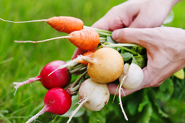 포토 JPG 해외이미지 손 음식 다이어트 채소 자연 사람없음 빨간색 초록색 농작물 농장 노란색 주방 정원 식사 당근 샐러드 흰색 신선 맛 작음 유기농 모음 숙성 총각무 해외202004 해외포토 웰빙 컬러 컨셉 농업 뿌리채소 건강 한글 신체부위 크기 무 생태계 파일형식 이미지허브