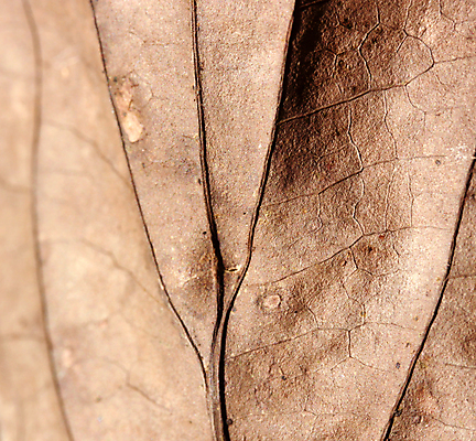 포토 JPG 해외이미지 나무 식물 계절 백그라운드 잎 꽃무늬 패턴 자연 추상 건조 골격 세포 사람없음 환경 정원 줄무늬 성장 가을 유기농 원예 질감 생물학 대각선 스트라이크 옛날 해외202004 해외포토 웰빙 교육 꽃 선 무늬 취미 생태계 파일형식 이미지허브