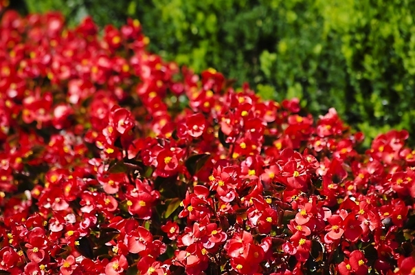 포토 JPG 해외이미지 식물 꽃 꽃무늬 자연 사람없음 초록색 정원 봄 벚꽃 개화 해외202004 해외포토 계절 컬러 무늬 생태계 파일형식 이미지허브