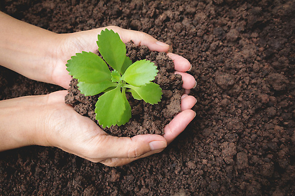 포토 JPG 해외이미지 주간 손 들기 야외 신체부위 새싹 흙 해외202004 해외포토 자연요소 식물 모션 사람 파일형식 이미지허브