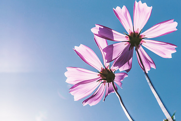 포토 JPG 해외이미지 나무 식물 공원 꽃잎 꽃 별 분홍색 잎 겨울 꽃무늬 자연 하늘 사람없음 야외 장식 여름 파란색 컬러풀 햇빛 태양 농장 정원 맑음 보라색 봄 벚꽃 나뭇가지 신선 투명 달콤 쌍둥이 제비꽃 코스모스 강렬 해외202004 해외포토 자연요소 계절 공공시설 컬러 무늬 농업 가족 날씨 맛 생태계 파일형식 이미지허브