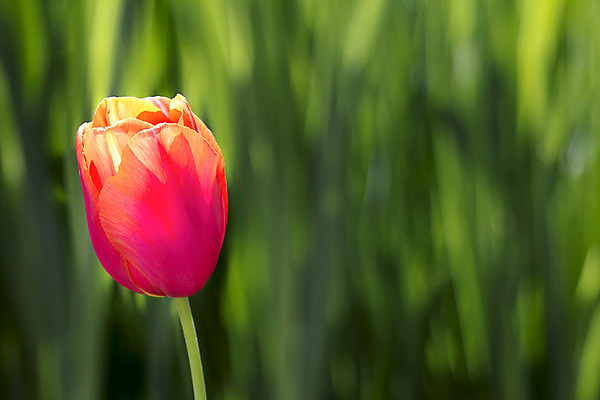 포토 JPG 해외이미지 식물 1 계절 공원 꽃 줄기 분홍색 백그라운드 잎 밭 자연 조명 사람없음 빨간색 초록색 햇빛 농장 노란색 정원 봄 튤립 소프트포커스 싱글 내추럴 깊이 뒤뜰 해외202004 해외포토 공공시설 컬러 농업 촬영기법 태양 생태계 파일형식 이미지허브
