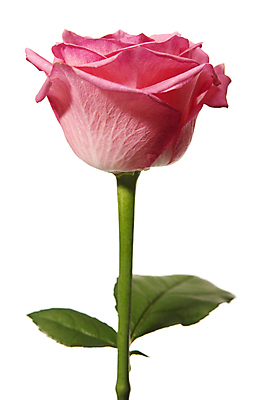 포토 JPG 해외이미지 스튜디오촬영 식물 계절 기념일 꽃잎 꽃 분홍색 자연 선물 이벤트 사람없음 초록색 한개 장미 봄 축하 자르기 흰배경 고립 해외202004 해외포토 1 컬러 백그라운드 컨셉 모션 실내 흰색 생태계 파일형식 이미지허브