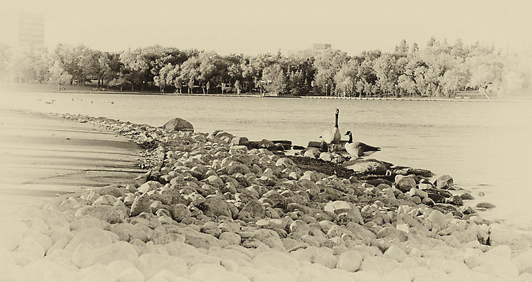 포토 JPG 해외이미지 응시 호수 야생동물 포즈 날개 자연 조류 사람없음 물 점프 봄 펼침 자유 기다림 속도 이륙 해외202004 해외포토 자연요소 동물 시선 계절 컨셉 모션 생태계 파일형식 이미지허브