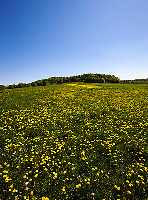 포토 JPG 해외이미지 나무 식물 계절 꽃 백그라운드 밭 농업 자연 하늘 풍경 잔디 사람없음 초록색 여름 파란색 컬러풀 햇빛 태양 노란색 머리 환경 맑음 봄 금지 벚꽃 시골 신선 개화 숲 민들레 4월 6월 5월 땅 언덕 멀티 수평선 해외202004 해외포토 자연요소 산업 컬러 날씨 신체부위 날짜 생태계 파일형식 이미지허브