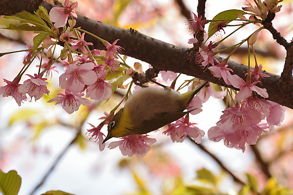 포토 JPG 해외이미지 나무 동물 계절 꽃잎 꽃 아시아 야생동물 분홍색 백그라운드 날개 자연 조류 사람없음 가로 초록색 정원 일본 화목 봄 벚꽃 흰색 나뭇가지 신선 체리 닫기 도쿄 작음 보케 자연백그라운드 꽃가루 내추럴 해외202004 해외포토 식물 나라 컬러 컨셉 과일 모션 크기 가루 생태계 파일형식 이미지허브