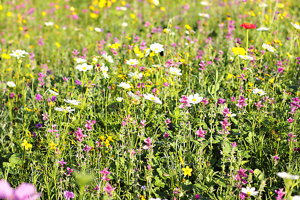 포토 JPG 해외이미지 식물 꽃 백그라운드 꽃무늬 밭 자연 풍경 사람없음 초록색 여름 햇빛 환경 정원 봄 벚꽃 시골 데이지 내추럴 해외202004 해외포토 계절 컬러 무늬 농업 태양 생태계 파일형식 이미지허브