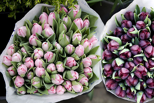 포토 JPG 해외이미지 식물 계절 꽃 분홍색 꽃다발 자연 사람없음 컬러풀 세일 상점 보라색 봄 튤립 성장 시장 가격 다발 꽃집 양동이 그림 매각 해외202004 해외포토 컬러 생태계 파일형식 이미지허브