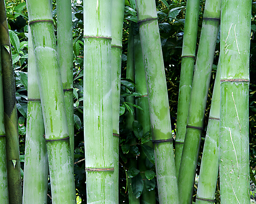 포토 JPG 해외이미지 나무 식물 아시아 문화 줄기 백그라운드 잎 패턴 자연 추상 동양인 사람없음 장식 초록색 정원 중국 침묵 활발 에너지 성장 나뭇가지 신선 숲 대나무 원예 질감 생물학 내추럴 이국적 총쏘기 해외202004 해외포토 교육 나라 컬러 컨셉 무늬 모션 인종 취미 소리 생태계 파일형식 이미지허브