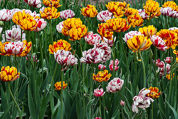 포토 JPG 해외이미지 모양 꽃 백그라운드 자연 사람없음 세트 정원 봄 튤립 해외202004 해외포토 식물 계절 생태계 파일형식 이미지허브