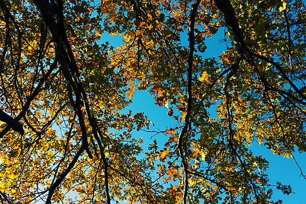 포토 JPG 해외이미지 나무 식물 계절 공원 백그라운드 컨셉 단풍 낙엽 잎 밭 오렌지 자연 날씨 추상 건조 그림자 사람 풍경 사람없음 야외 가로 빨간색 물 여름 컬러풀 태양 노란색 일본 활발 금지 가을 나뭇가지 연못 황금 11월 유기농 빛망울 수평선 해외202004 해외포토 자연요소 웰빙 공공시설 아시아 컬러 무늬 농업 과일 빛 날짜 생태계 파일형식 이미지허브