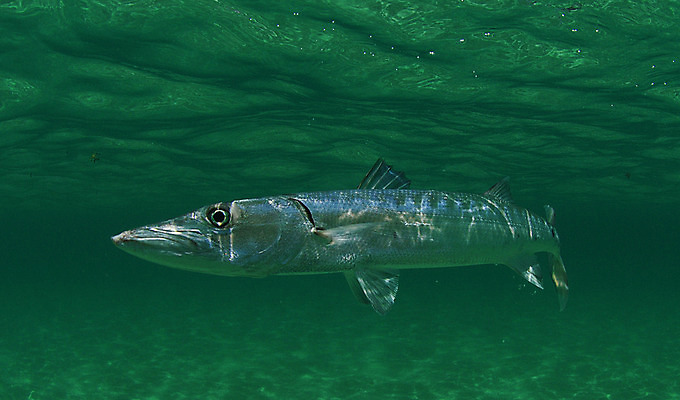 포토 JPG 해외이미지 동물 야생동물 바다 자연 어류 사람없음 물 파란색 바닷속 수중 스노클링 위험 큼 다이빙 깊이 포식 해외202004 해외포토 자연요소 컬러 컨셉 수영 수중동물 수상스포츠 크기 생태계 수중스포츠 파일형식 이미지허브