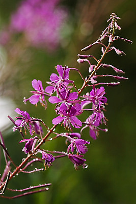 포토 JPG 해외이미지 꽃 분홍색 밭 자연 사람없음 초록색 물방울 빗방울 해외202004 해외포토 식물 컬러 농업 비_날씨 생태계 파일형식 이미지허브