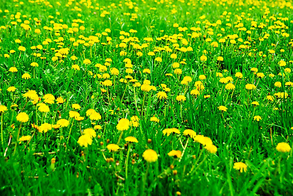 포토 JPG 해외이미지 식물 꽃 밭 자연 사람없음 야외 초록색 여름 노란색 환경 봄 성장 벚꽃 시골 신선 개화 민들레 땅 땅바닥 블러 해외202004 해외포토 계절 컬러 농업 바닥 생태계 파일형식 이미지허브