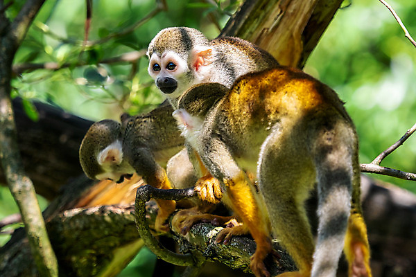 포토 JPG 해외이미지 나무 동물 야생동물 포유류 자연 털 사람없음 초록색 미국 나뭇가지 원숭이 콜롬비아 숲 작음 열대우림 다람쥐 브라질 아마존 이국적 해외202004 해외포토 식물 컬러 북아메리카 남아메리카 설치류 크기 생태계 파일형식 이미지허브