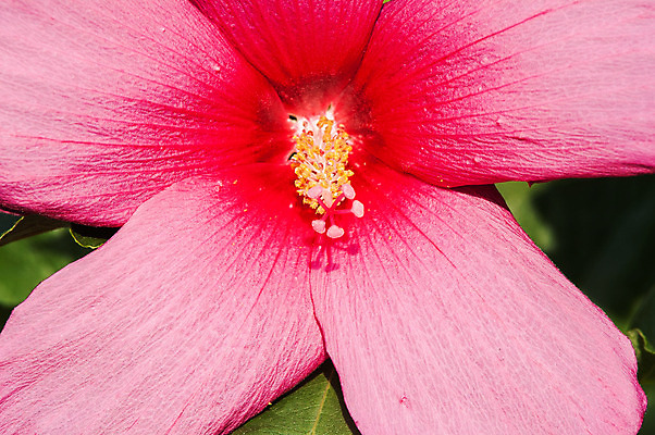 포토 JPG 해외이미지 디자인 꽃잎 꽃 벽 분홍색 백그라운드 패턴 자연 추상 발렌타인데이 그림자 선물 사랑 미술 사람없음 야외 빨간색 컬러풀 장미 머리 우주 환경 정원 일본 검은색 가을 신용카드 그룹 큼 다발 배열 오브젝트 질감 각도 엽서 해외202004 해외포토 식물 계절 감정 아시아 컬러 무늬 데이이벤트 문화예술 신체부위 금융 크기 편지 생태계 파일형식 이미지허브