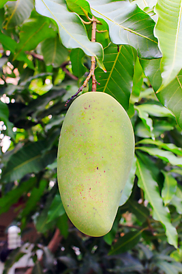 포토 JPG 해외이미지 나무 식물 계절 아시아 음식 백그라운드 잎 농업 다이어트 채소 과일 재료 태국 자연 건강 동양인 사람없음 초록색 농작물 컬러풀 노란색 수확 나뭇가지 신선 그룹 시장 닫기 달콤 맛 먹기 가득함 유기농 날것 망고 내추럴 숙성 이국적 채식주의자 많음 해외202004 해외포토 웰빙 나라 산업 컬러 컨셉 모션 인종 열대과일 생태계 채식 파일형식 이미지허브