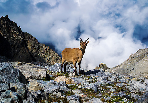 포토 JPG 해외이미지 동물 구름 1 여행 백그라운드 오렌지 자연 날씨 염소 산 풍경 사람없음 야외 초록색 여름 파란색 맑음 자유 바위 소프트포커스 돌산 고도 언덕 오브젝트 러시아 장면 지역 산악지대 절정 해외202004 해외포토 자연요소 계절 유럽 컬러 컨셉 과일 포유류 촬영기법 돌_바위 생태계 파일형식 이미지허브