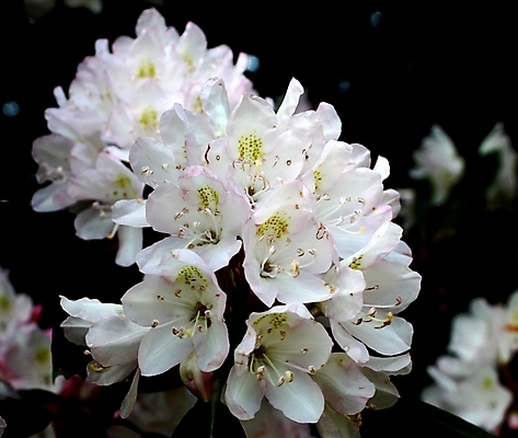 포토 JPG 해외이미지 나무 식물 꽃 밭 자연 새로움 사람없음 초록색 컬러풀 정원 봄 이탈리아 벚꽃 개화 체리 닫기 수분 꽃가루 내추럴 강렬 해외202004 해외포토 계절 유럽 컬러 컨셉 농업 과일 모션 가루 생태계 파일형식 이미지허브