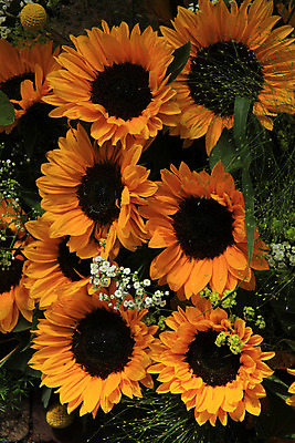 포토 JPG 해외이미지 식물 꽃잎 꽃 결혼 백그라운드 자연 결혼식 해바라기 사랑 사람없음 장식 초록색 여름 갈색 노란색 해외202004 해외포토 계절 감정 컬러 이벤트 생태계 파일형식 이미지허브