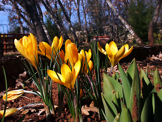 포토 JPG 해외이미지 식물 계절 공원 꽃잎 꽃 꽃무늬 밭 자연 하늘 부활절 새로움 사람없음 야외 초록색 여름 햇빛 노란색 정원 맑음 봄 활발 들꽃 성장 벚꽃 신선 개화 5월 싱글 원예 꽃가루 강렬 해외202004 해외포토 공공시설 기념일 컬러 컨셉 무늬 농업 날씨 취미 태양 날짜 가루 생태계 파일형식 이미지허브