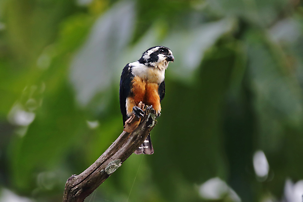 포토 JPG 해외이미지 나무 동물 여자 남자 아시아 얼굴 야생동물 백그라운드 날개 자연 조류 사람없음 야외 목재 가로 초록색 컬러풀 머리 환경 검은색 나뭇가지 막대기 닫기 숲 깃털 꼬리 부리 서식지 생태학 이국적 해외202004 해외포토 식물 교육 나라 컬러 재료 모션 사람 신체부위 생태계 파일형식 이미지허브
