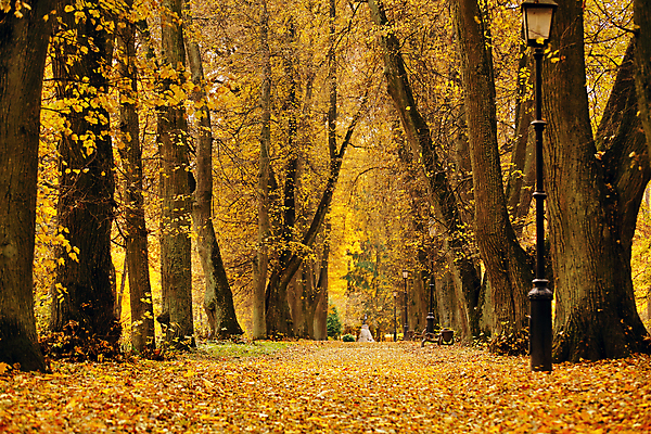 포토 JPG 해외이미지 나무 식물 계절 공원 도로 백그라운드 단풍 잎 벤치 오렌지 자연 풍경 사람없음 야외 빨간색 초록색 빛 컬러풀 햇빛 갈색 노란색 환경 맑음 가을 시골 등불 램프 신선 황금 숲 오솔길 10월 내추럴 벨로루시 해외202004 해외포토 공공시설 길 컬러 의자 과일 교통시설 날씨 조명 태양 날짜 생태계 파일형식 이미지허브