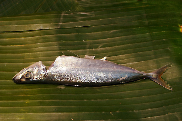 포토 JPG 해외이미지 음식 바다 낚시 건강 어류 요리 동양인 사람없음 신선 잡기 해산물 날것 고등어 어장 단백질 식용 해외202004 해외포토 모션 레저 인종 수중동물 영양소 파일형식 이미지허브