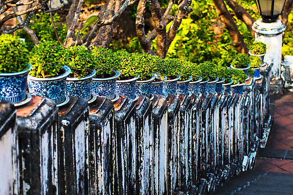 포토 JPG 해외이미지 나무 식물 디자인 공원 아시아 화초 벽 백그라운드 잎 꽃무늬 패턴 자연 벽지 미술 동양인 사람없음 야외 건물 목재 장식 초록색 여름 정원 봄 미니어처 성장 흰색 차 숲 작음 관목 묘사 유기농 원예 질감 분재 내추럴 돌봄 해외202004 해외포토 건축물 웰빙 계절 공공시설 꽃 나라 음료 컬러 무늬 재료 모션 문화예술 인종 취미 모형 크기 생태계 파일형식 이미지허브
