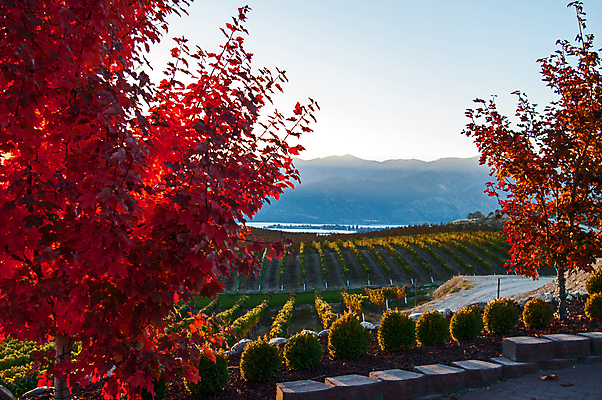 포토 JPG 해외이미지 나무 식물 계절 음식 백그라운드 잎 농업 과일 자연 하늘 포도 풍경 사람없음 야외 초록색 농장 황혼 일몰 새벽 수확 성장 가을 시골 저녁 다발 포도밭 포도나무 밭일 양조장 해외202004 해외포토 자연요소 산업 컬러 밭 노을 야간 과일나무 생태계 파일형식 이미지허브