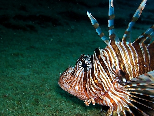 포토 JPG 해외이미지 식물 동물 야생동물 자연 표면 어류 사람없음 물 반사 수중 투명 스노클링 산호 잠수부 다이빙 암초 동물상 해외202004 해외포토 자연요소 조형물 수영 수중동물 수상스포츠 자포동물 전문직 생태계 수중스포츠 파일형식 이미지허브