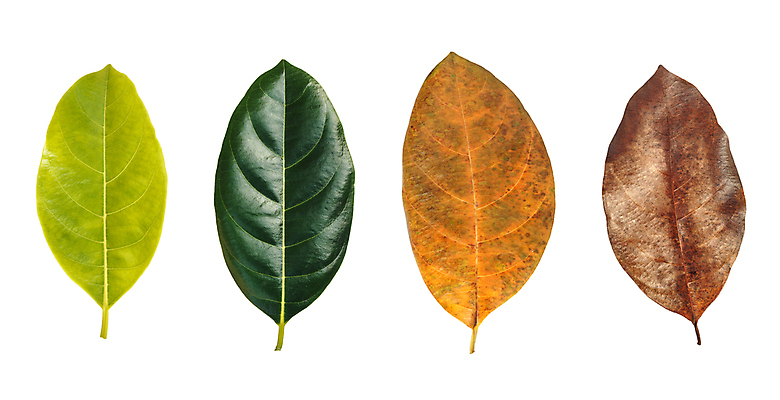 포토 JPG 해외이미지 나무 식물 계절 공원 백그라운드 잎 자연 건조 풍경 사람없음 야외 장식 초록색 여름 노란색 우주 정원 봄 가을 흰색 나뭇가지 차 숲 질감 내추럴 고립 대패 떠남 해외202004 해외포토 공공시설 음료 컬러 모션 생태계 파일형식 이미지허브