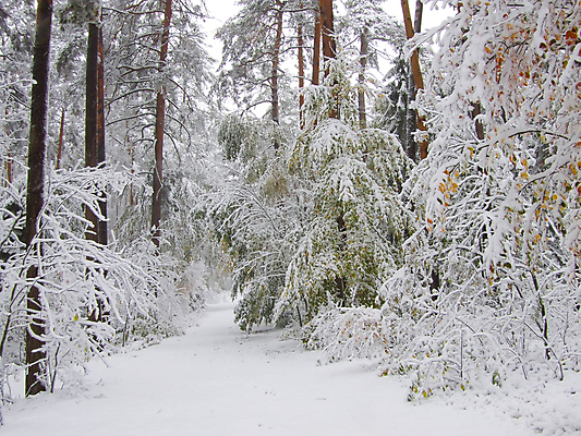 포토 JPG 해외이미지 나무 식물 단풍 크리스마스 겨울 자연 풍경 사람없음 컬러풀 얼음 침묵 흰색 나뭇가지 숲 서리 해외202004 해외포토 자연요소 계절 기념일 컬러 잎 소리 생태계 파일형식 이미지허브