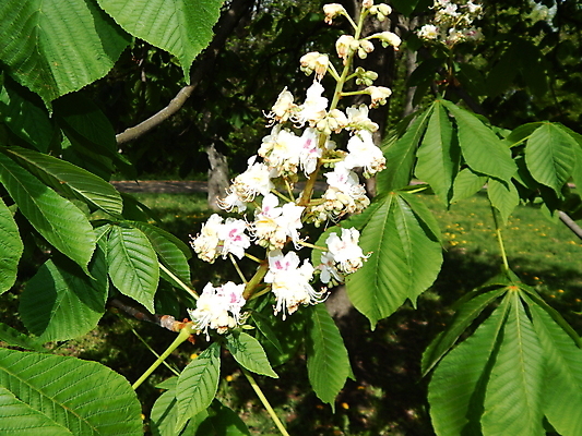 포토 JPG 해외이미지 나무 식물 꽃 백그라운드 자연 하늘 풍경 사람없음 빨간색 초록색 여름 파란색 빛 노란색 봄 벚꽃 흰색 체리 사과 타운 남쪽 보헤미아 옛날 해외202004 해외포토 계절 컬러 과일 도시 방향 생태계 파일형식 이미지허브