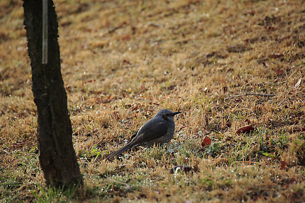 포토 JPG 해외이미지 나무 자연 조류 사람없음 야외 일본 생물학 오사카 해외202004 해외포토 식물 동물 교육 아시아 생태계 파일형식 이미지허브