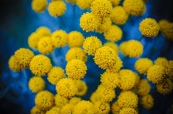 포토 JPG 해외이미지 식물 계절 꽃잎 꽃 백그라운드 꽃무늬 밭 자연 하늘 아침 씨앗 풍경 사람없음 야외 빨간색 여름 빛 컬러풀 노란색 마을 환경 정원 맑음 봄 수확 벚꽃 시골 신선 잡초 개화 닫기 숲 허브 원예 부드러움 솜털 내추럴 많음 해외202004 해외포토 주간 컬러 컨셉 무늬 농업 모션 날씨 취미 감각 생태계 파일형식 이미지허브