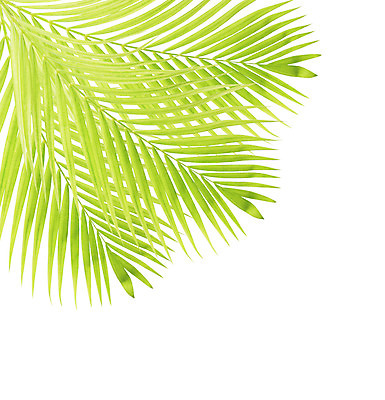 포토 JPG 해외이미지 나무 식물 백그라운드 잎 패턴 자연 손바닥 사람없음 초록색 성장 흰색 나뭇가지 숲 심볼 코코넛 고립 해외202004 해외포토 손 컬러 무늬 과일 생태계 파일형식 이미지허브