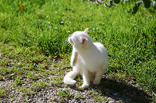 포토 JPG 해외이미지 식물 동물 공원 포유류 자연 휴식 털 사람없음 야외 가로 반려동물 햇빛 태양 머리 정원 고양이 줄무늬 흰색 황무지 모피 목 결백 천진난만 해외202004 해외포토 자연요소 공공시설 컬러 컨셉 무늬 신체부위 생태계 파일형식 이미지허브