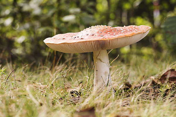 포토 JPG 해외이미지 자연 사람없음 빨간색 버섯 흰색 곰팡이 해외202004 해외포토 컬러 생태계 파일형식이미지허브 