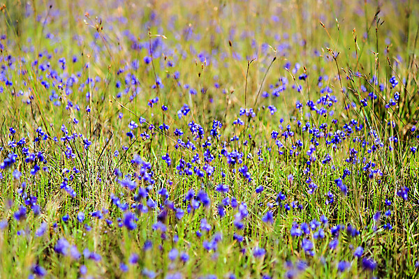 포토 JPG 해외이미지 식물 꽃 밭 태국 자연 국립공원 사람없음 초록색 보라색 숲 제비꽃 자연백그라운드 해외202004 해외포토 공원 아시아 컬러 백그라운드 농업 생태계 파일형식 이미지허브