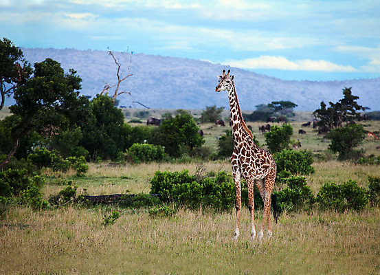 포토 JPG 해외이미지 동물 야생동물 여행 포유류 아프리카 자연 휴가 사람없음 가시 기린 사파리 케냐 아카시아 마사이족 해외202004 해외포토 나무 나라 생태계 파일형식 이미지허브