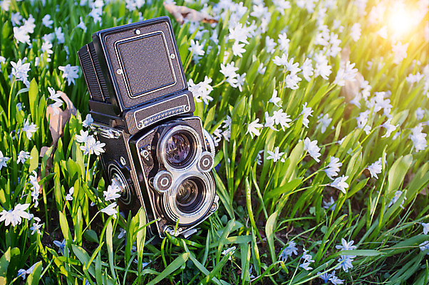 포토 JPG 해외이미지 디자인 꽃 백그라운드 미술 사람없음 초록색 빛 카메라 봄 수확 해외202004 해외포토 식물 계절 컬러 농업 문화예술 전자제품 파일형식 이미지허브