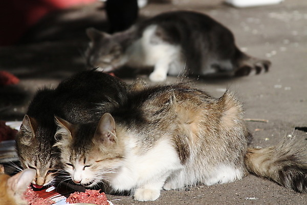 포토 JPG 해외이미지 거리 사람없음 반려동물 쌓기 고양이 회색 해외202004 해외포토 동물 컬러 포유류 모션 파일형식 이미지허브