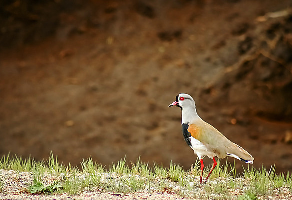 포토 JPG 해외이미지 동물 1 공원 야생동물 날개 자연 조류 종류 사람없음 야외 컬러풀 갈색 걷기 환경 검은색 미국 모임 자유 습지 깃털 생태계 부리 지역 목 멸종 칠레 남쪽 아르헨티나 계산서 동물상 이국적 전국 해외202004 해외포토 공공시설 컬러 컨셉 북아메리카 모션 신체부위 조형물 남아메리카 방향 파일형식 이미지허브