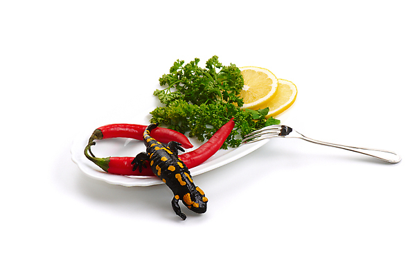 포토 JPG 해외이미지 동물 접시 얼굴 백그라운드 파충류 자연 고추 친절 파슬리 양서류 선물 사람없음 빨간색 노란색 환경 검은색 식사 젖음 뜨거움 플러그 레몬 꼬리 도마뱀 후추 섬광 해외202004 해외포토 식기 컬러 채소 과일 신체부위 향신료 생태계 파일형식 이미지허브