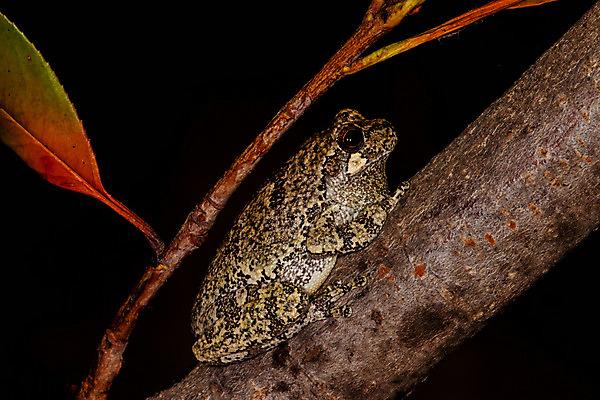 포토 JPG 해외이미지 나무 야생동물 백그라운드 자연 개구리 양서류 앉기 사람없음 반려동물 점프 검은색 회색 젖음 나뭇가지 작음 육식동물 고립 끈적임 해외202004 해외포토 식물 동물 컬러 모션 크기 생태계 파일형식 이미지허브