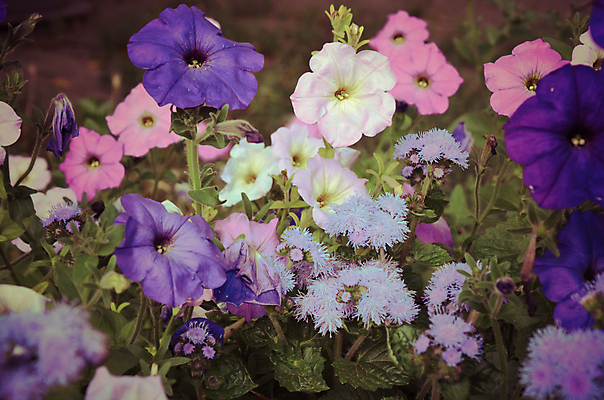 포토 JPG 해외이미지 식물 디자인 꽃잎 꽃 문화 분홍색 꽃다발 백그라운드 잎 꽃무늬 가족 자연 풍경 사람없음 야외 장식 초록색 여름 컬러풀 정원 보라색 활발 성장 벚꽃 흰색 개화 그룹 닫기 원예 조경 아로마 화단 내추럴 많음 피튜니아 해외202004 해외포토 계절 컬러 컨셉 무늬 관계 모션 취미 생태계 파일형식 이미지허브