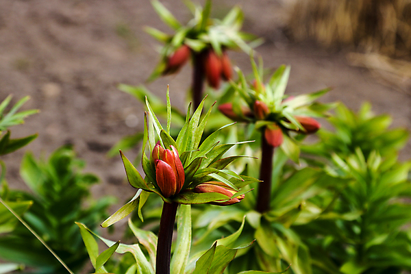 포토 JPG 해외이미지 식물 꽃잎 꽃 분홍색 꽃다발 결혼 백그라운드 잎 꽃무늬 자연 추상 요정 발렌타인데이 사랑 동양인 사람없음 장식 초록색 여름 컬러풀 노란색 정원 봄 벚꽃 흰색 축하 신선 우아함 닫기 백합 묘사 내추럴 해외202004 해외포토 계절 감정 컬러 컨셉 무늬 모션 데이이벤트 인종 이벤트 생태계 파일형식 이미지허브