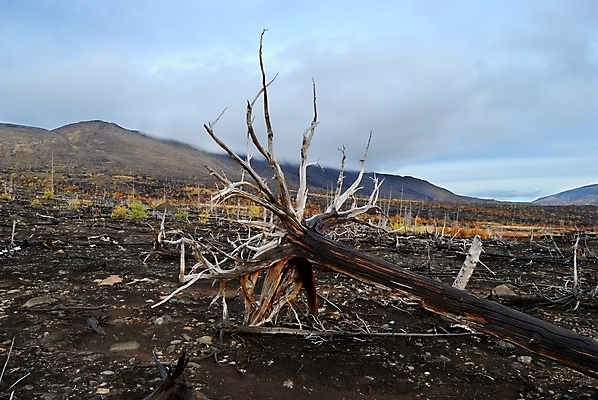 포토 JPG 해외이미지 나무 식물 자연 하늘 산 건조 풍경 사람없음 목재 환경 회색 죽음 숲 뿌리 생태학 옛날 해외202004 해외포토 교육 컬러 재료 생태계 파일형식 이미지허브